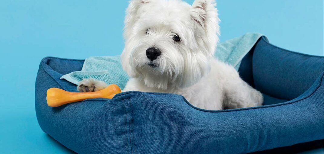 How to Choose the Right Bully Stick for Your Dog